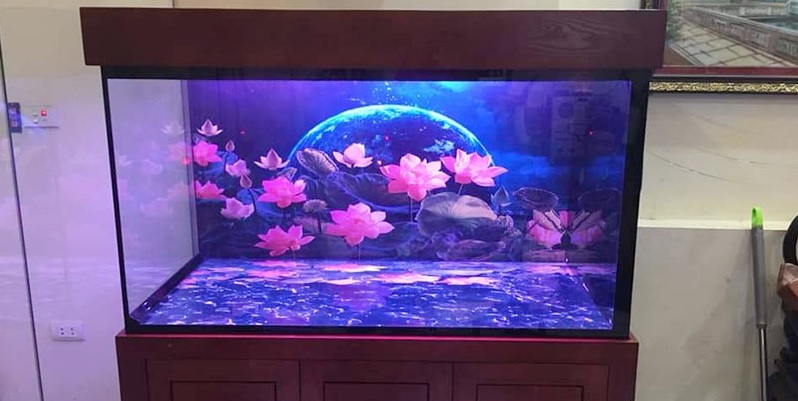 Các bước decal dán kính bể cá cảnh