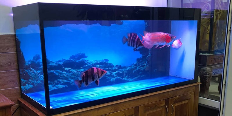Decal dán kính bể cá