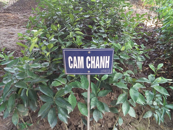 Cây giống Cam Chanh